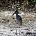 Yellow Crested Night Heron on Pine Island